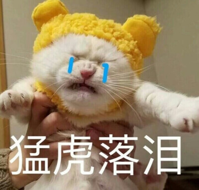 猫表情包可爱