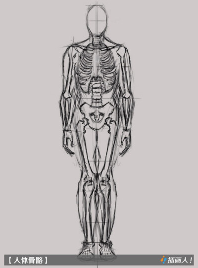 美术素描 人体骨骼