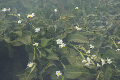 波叶海菜花,水鳖科海菜花属的一种植物.