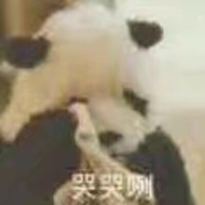 animals系列 4小熊猫panda!哭哭咧