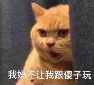 表情包搞笑 猫