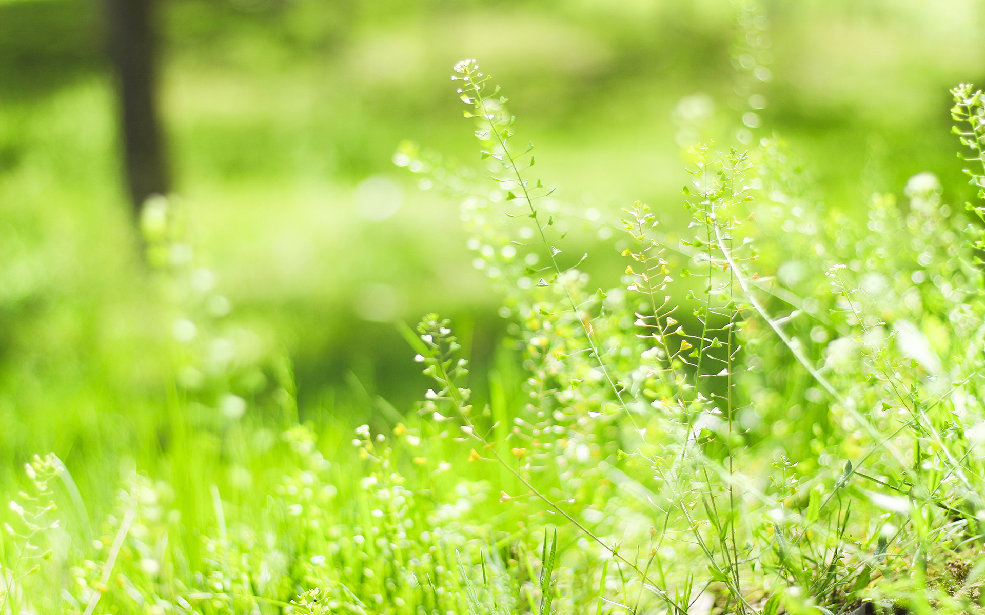 Grass Dew Picture And HD Photos | Free Download On Lovepik