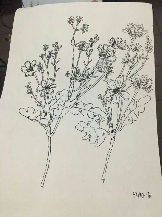 儿童画 写生 速写 线描 静物 蔬菜 水果 花卉 人物 水粉 油画棒 重彩