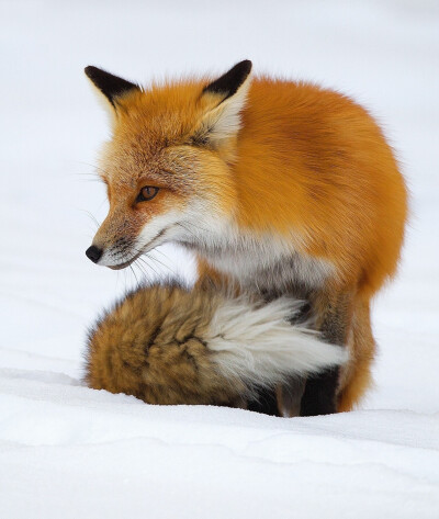 狐狸~是赤狐喔,在雪里