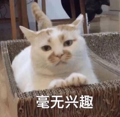 萌猫表情