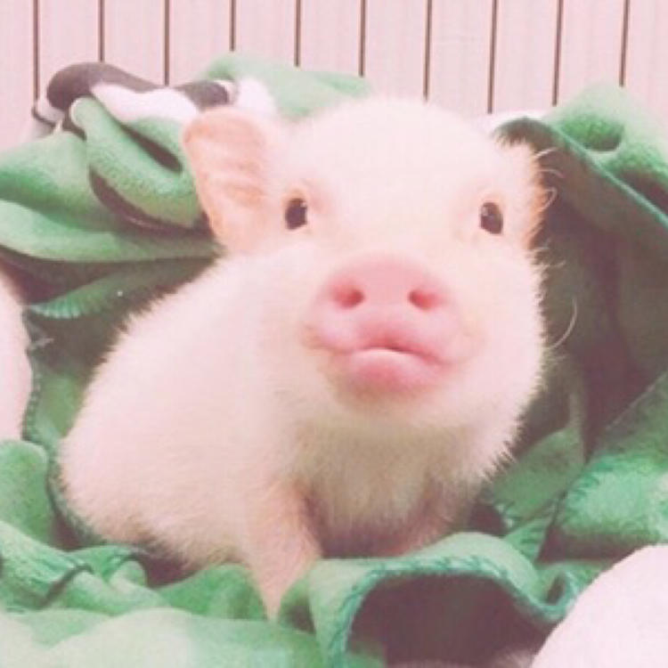 很萌的粉色猪猪系列头像