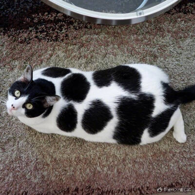 奶牛猫