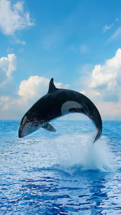 海上霸王虎鲸