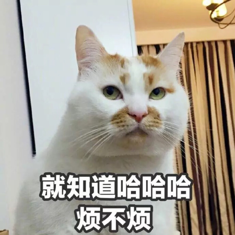 就知道哈哈哈 烦不烦 怼人 猫表情包