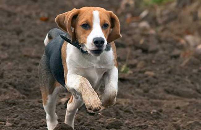 米格鲁比格可爱萌小狗beagle