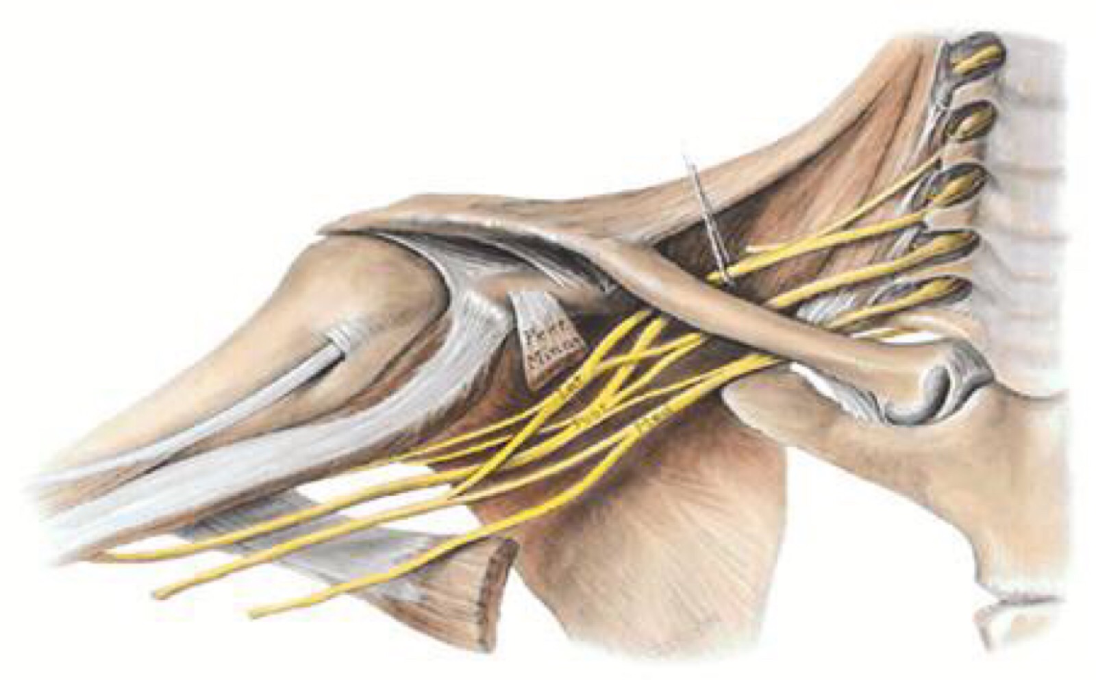 臂丛神经损伤的手术治疗要点详解|神经|内侧|肩胛|二头肌|显露|-健康界