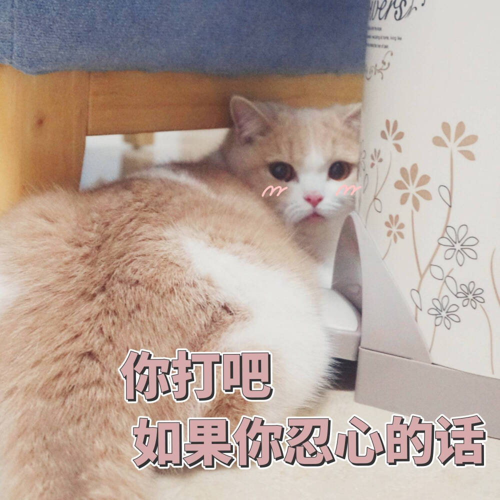 猫咪表情包