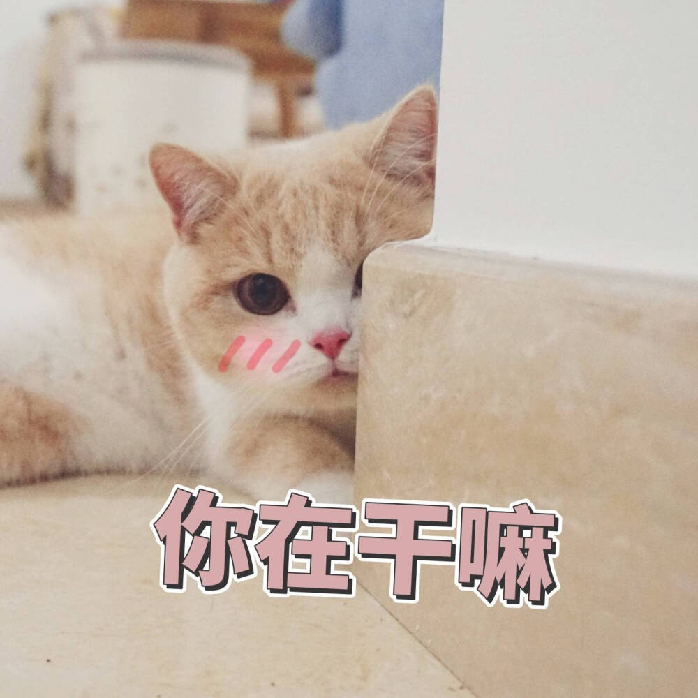 猫咪表情包