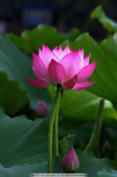 荷花吉祥图案