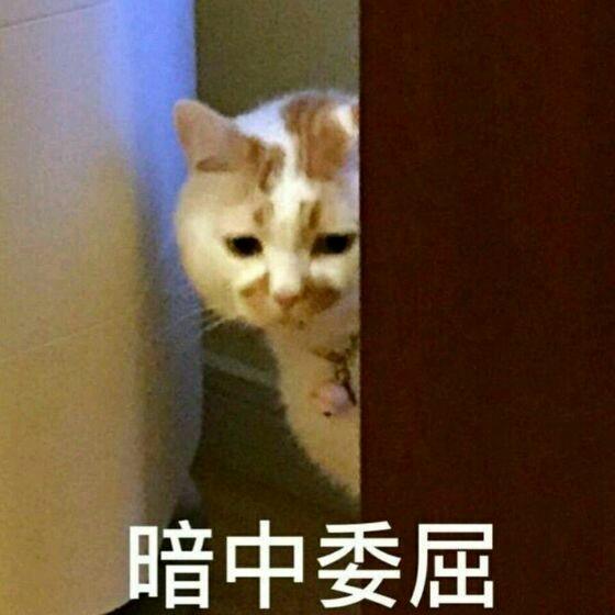 表情包 网红猫 可爱 撩妹