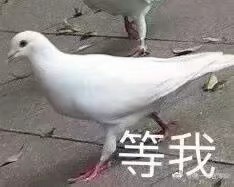 咕咕咕的鸽子表情包