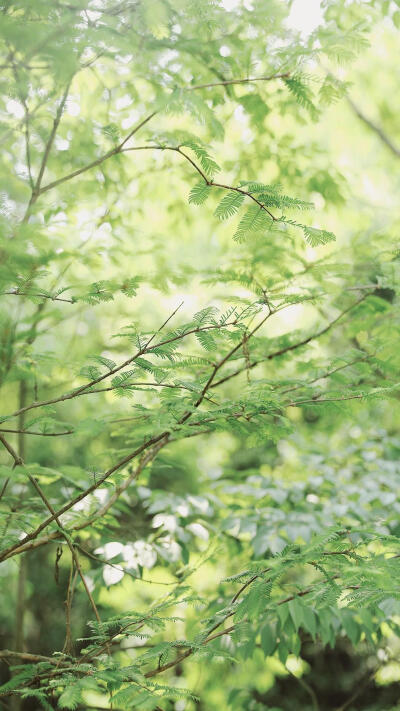 绿叶,护眼壁纸,绿植,草木