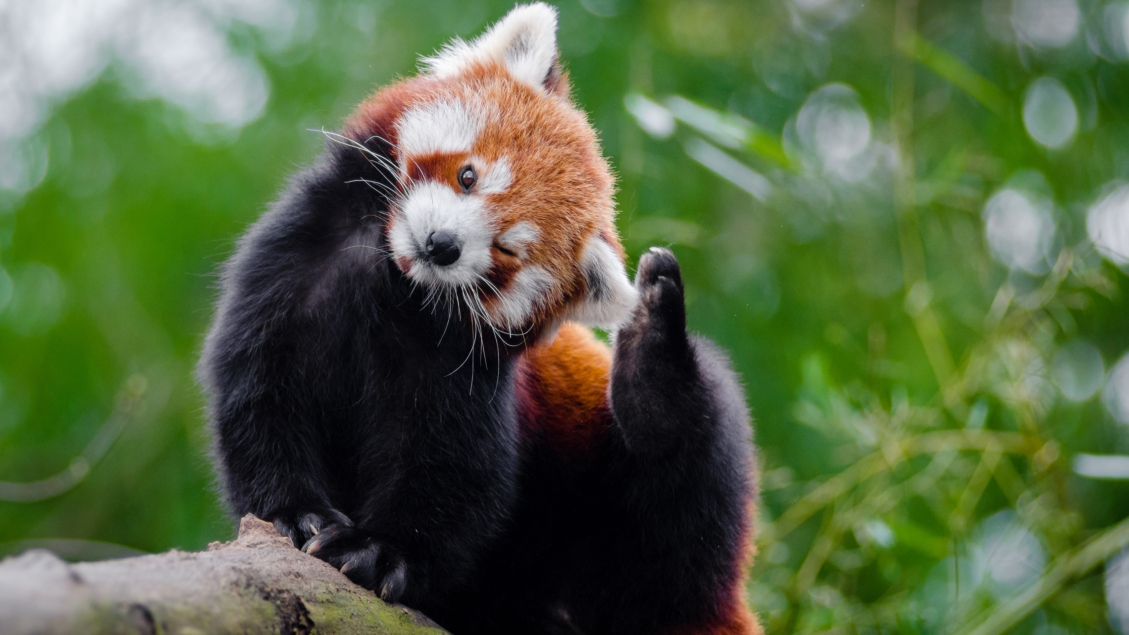 小熊猫 redpanda - 堆糖,美图壁纸兴趣社区