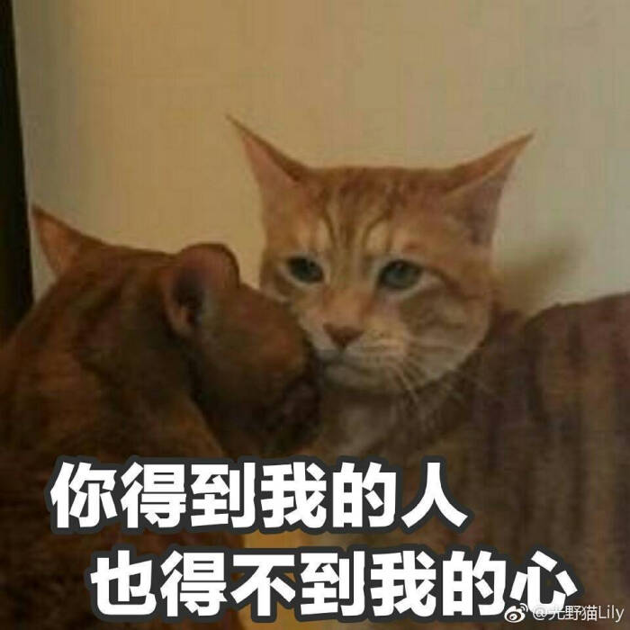 沙雕猫 