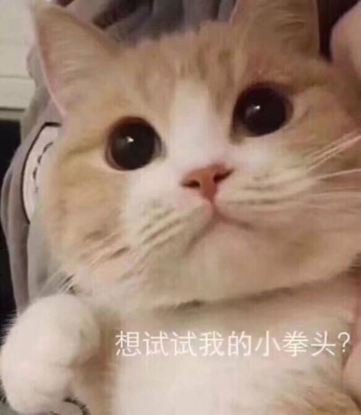 爱你 表情包 猫咪 给你小心心