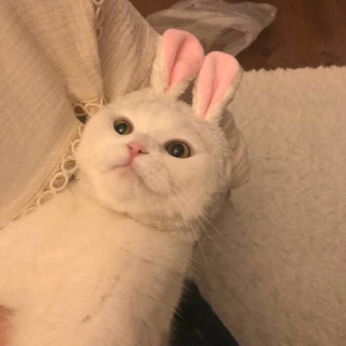 daisy妤故の猫 小奶猫 可爱 猫星人