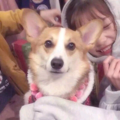 【情头】对象不是人系列