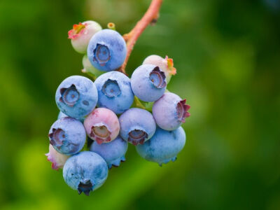 夏日 蓝莓