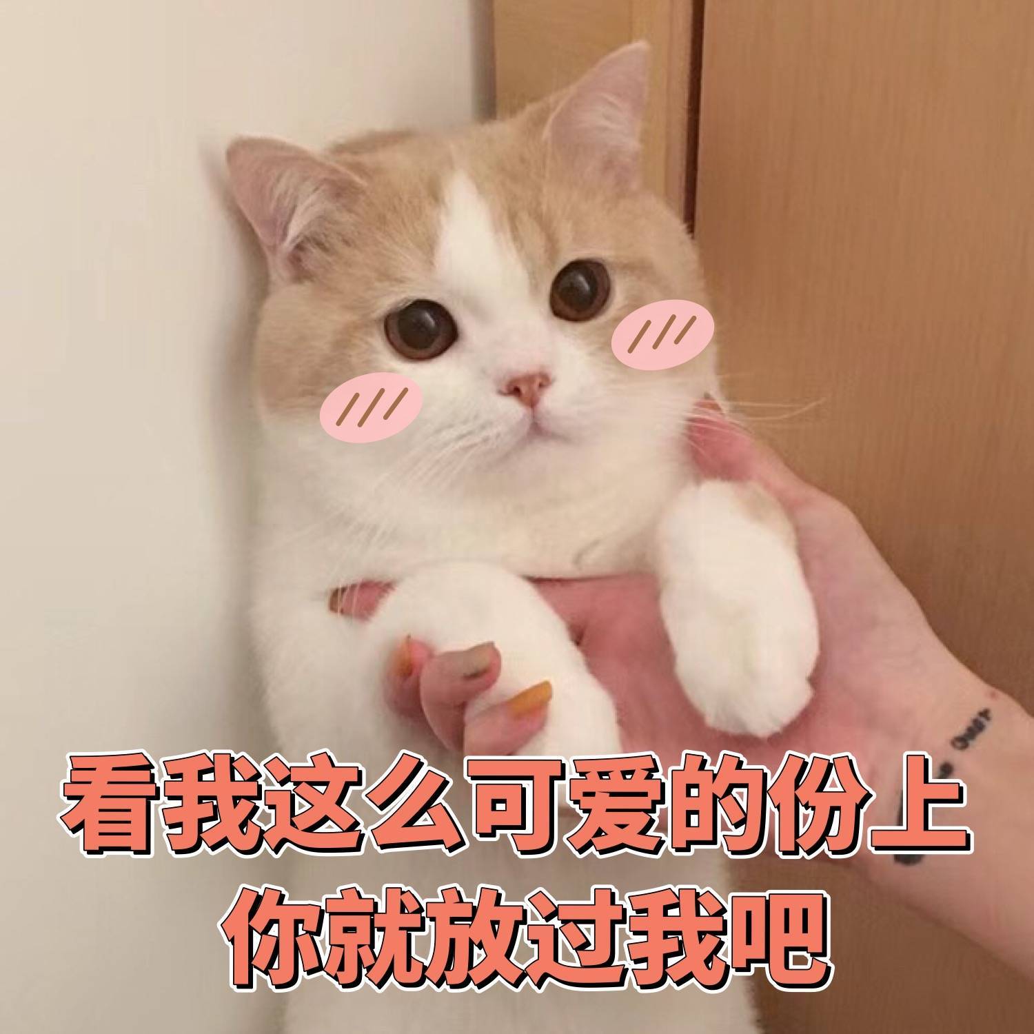 猫咪表情包