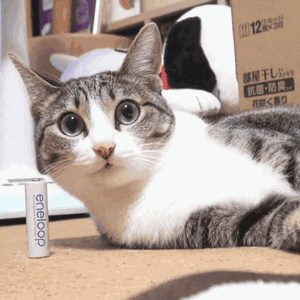 猫猫的表情包.