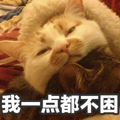 一只猫