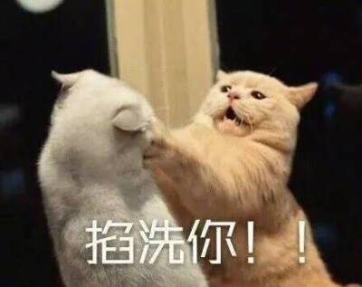 青鸽儿的猫咪表情包