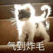 喵咪表情包