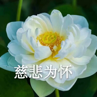 莲花头像