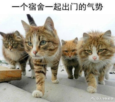 表情包…吧 大学宿舍的日常