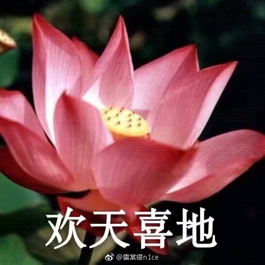 哈哈哈哈土味头像
