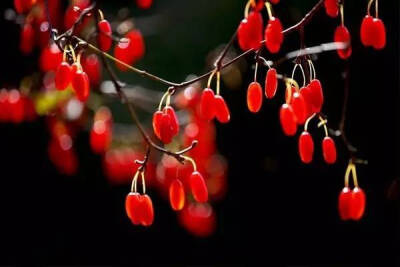 木本茱萸有吴茱萸,山茱萸和食茱萸之分,都是著名的中药.