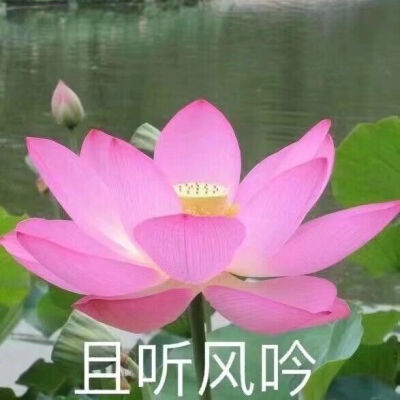 阿言:佛系小莲花 一系列 暴躁莲花 微信头像 家长头像 母亲惯用