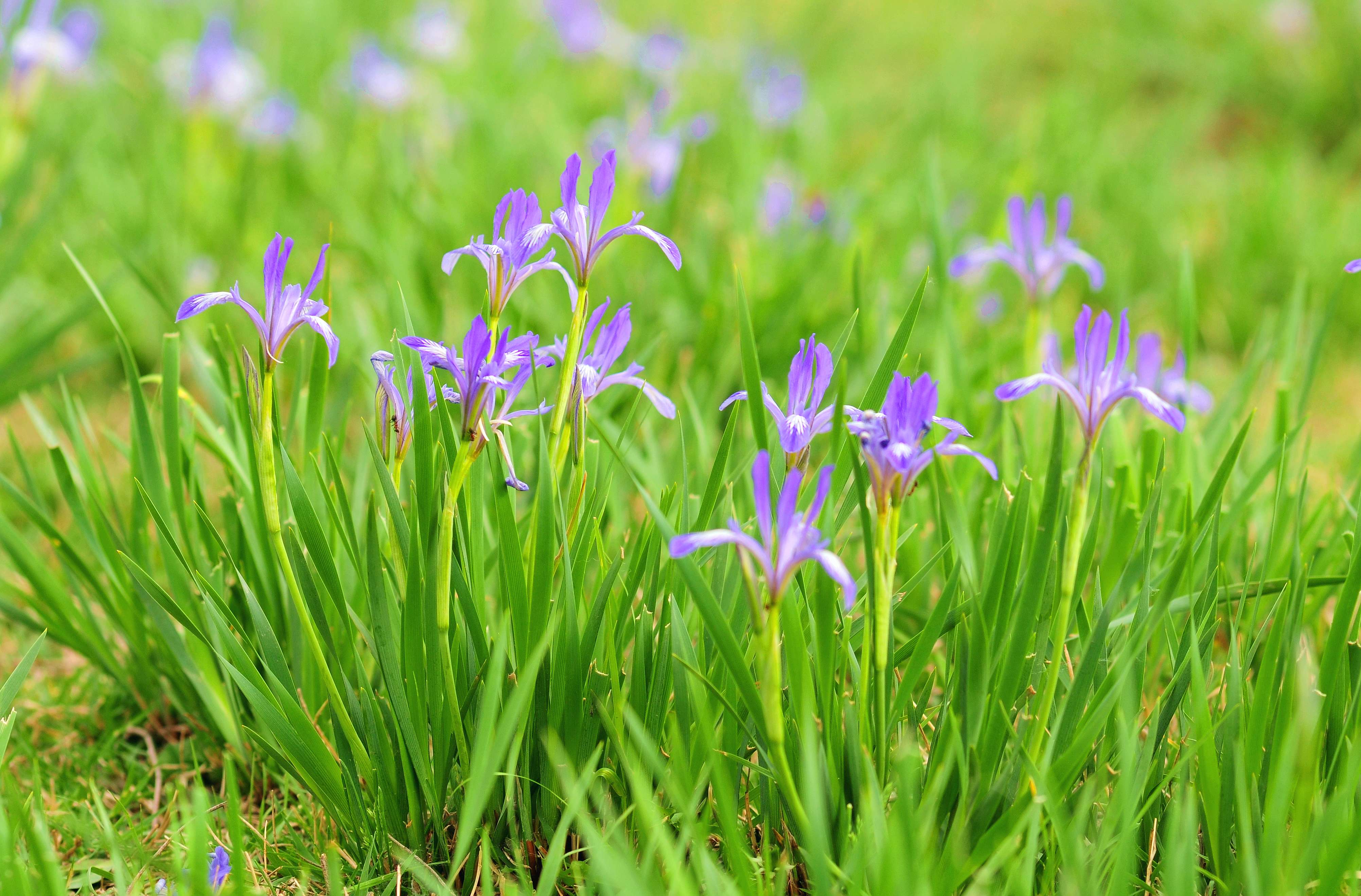 草原马兰花