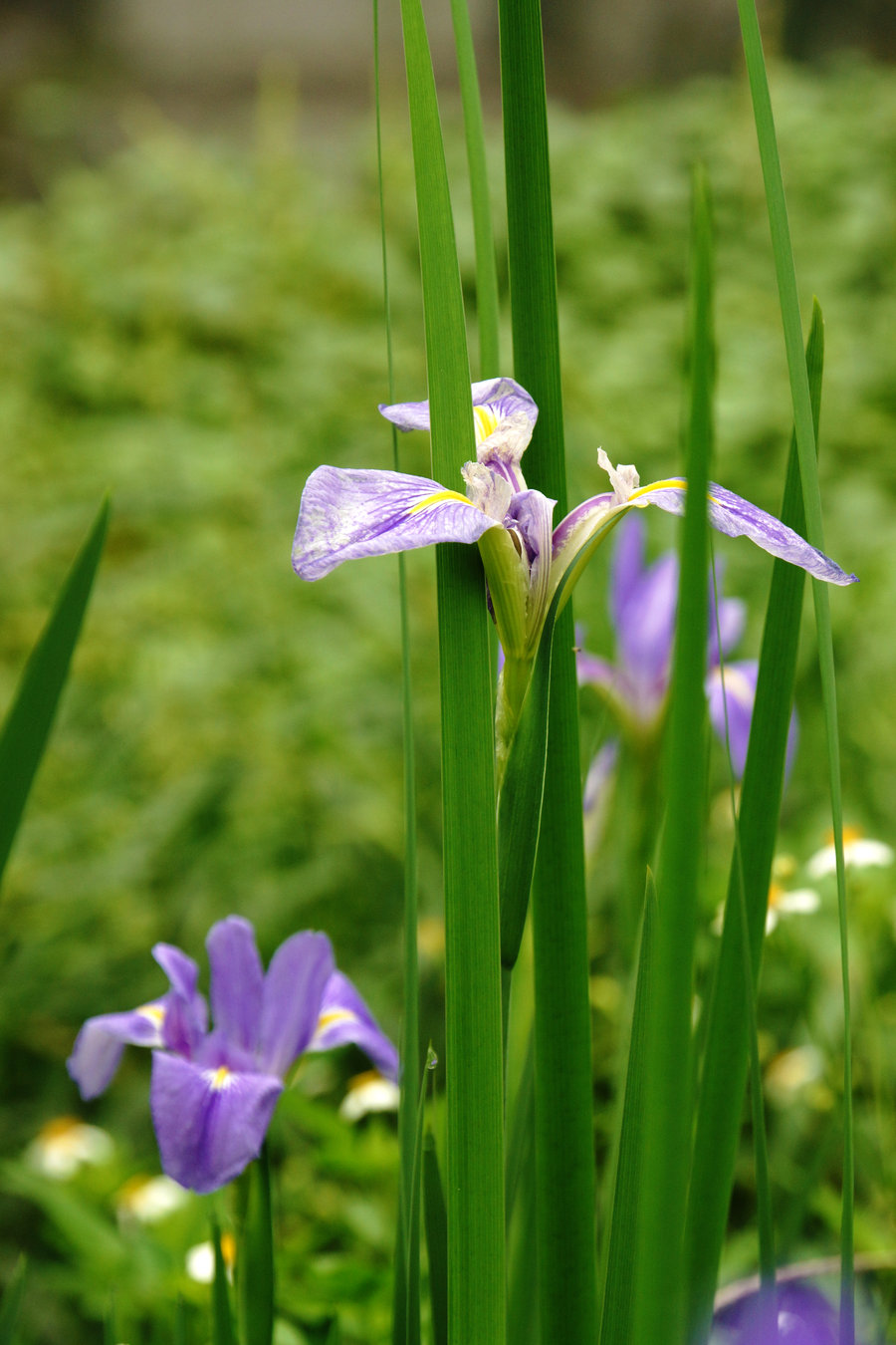 马兰花