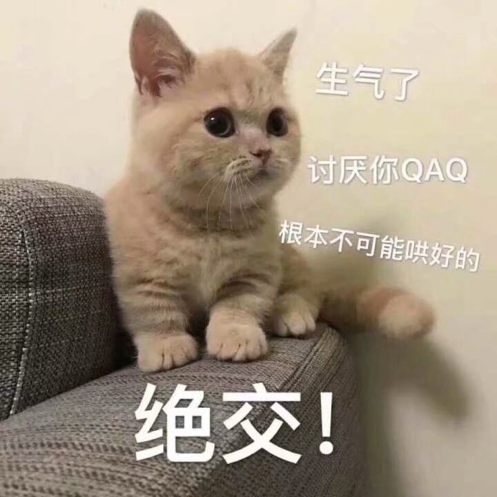 猫咪表情包