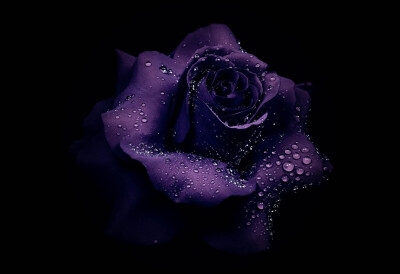 紫色玫瑰摄影图片