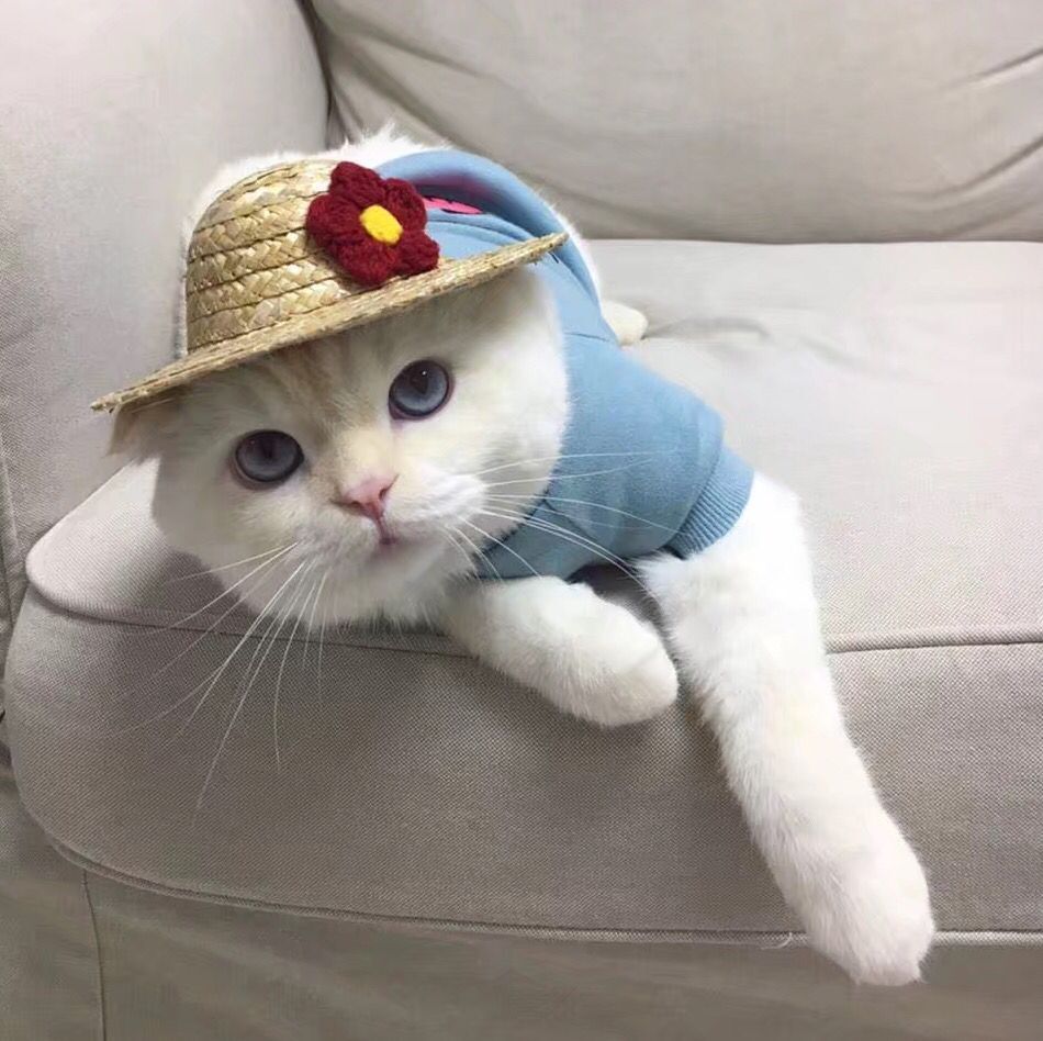 猫咪头像