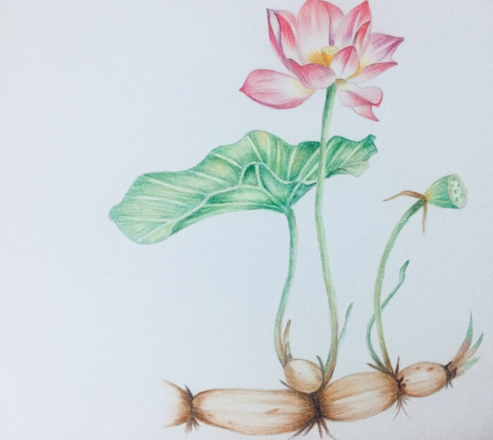 最近对彩铅感兴趣,刚开始学,慢慢来