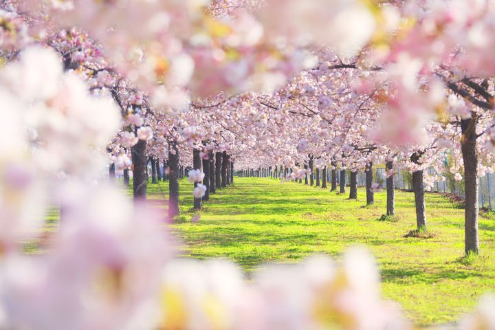 素材-日本风景-樱花