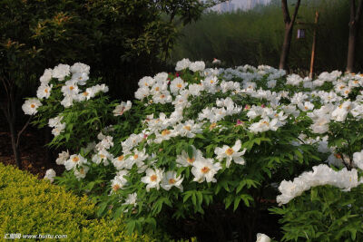 凤丹牡丹 花期5月