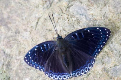 素饰蛱蝶拉丁学名:stibochiona nicea (gray) 所属类别:鳞翅目 蛱蝶科