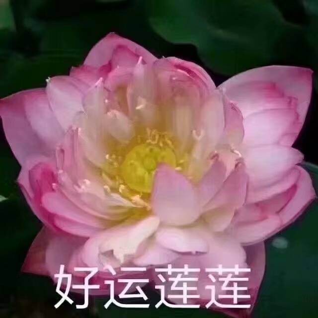 中老年/沙雕头像