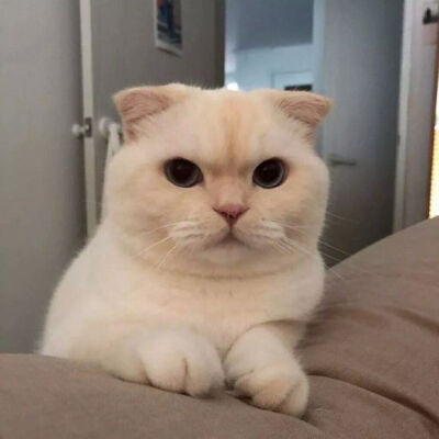 猫咪头像 萌宠