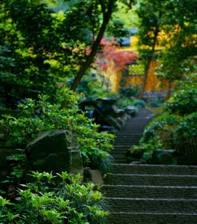 翠树藏古寺,深林隐岫远.