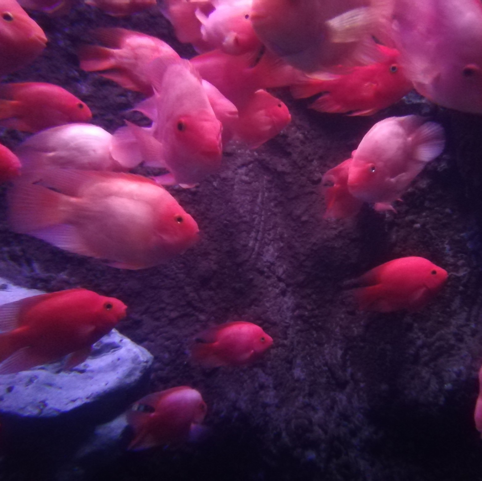 水族馆 - 高清图片，堆糖，美图壁纸兴趣社区